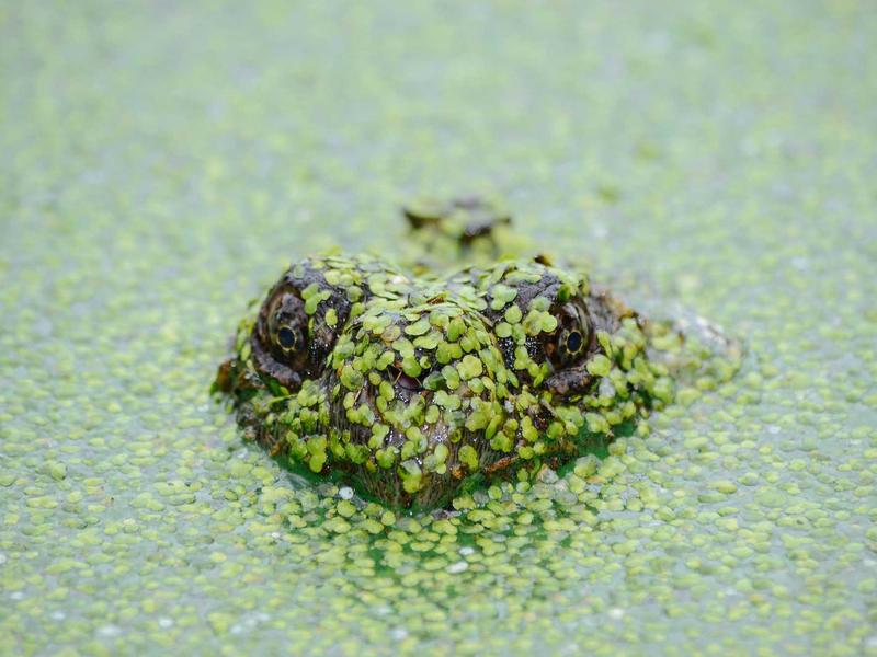 小王子<br>lyd4nhjn.cn 玫瑰与狐狸